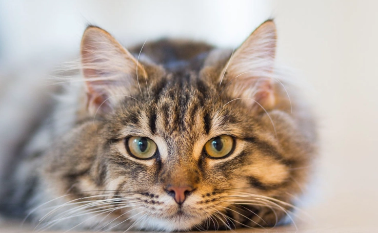 番茄對貓咪有害嗎