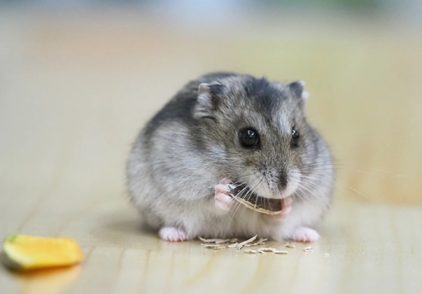 倉鼠壽命 倉鼠壽命