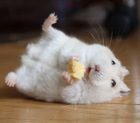 倉鼠訓練 倉鼠訓練