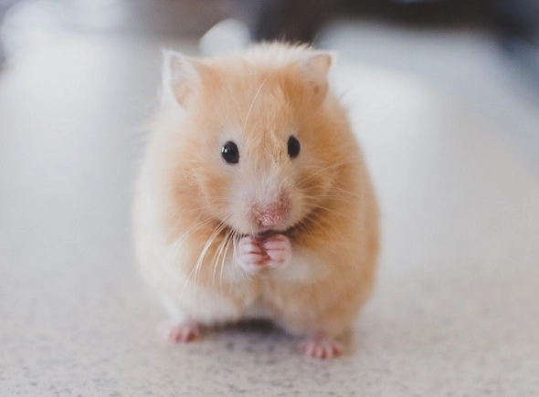 倉鼠互動技巧 倉鼠互動技巧