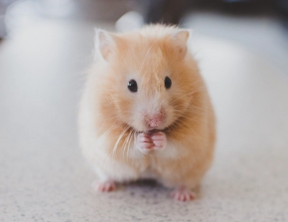 黃金鼠上手方法