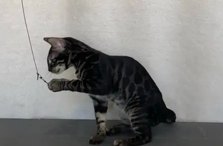 黑豹貓 品種 黑豹貓 品種