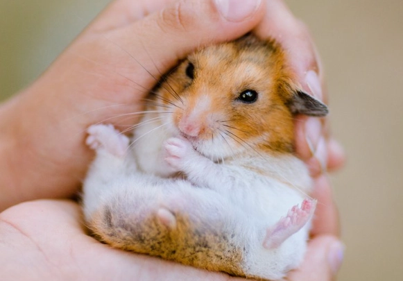 倉鼠壓力大症狀 倉鼠壓力大症狀