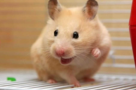 倉鼠行為 倉鼠行為