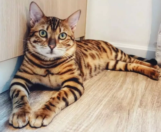 孟加拉豹貓 香港