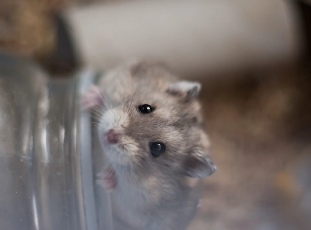 布丁鼠過瘦怎麼辦 布丁鼠過瘦怎麼辦