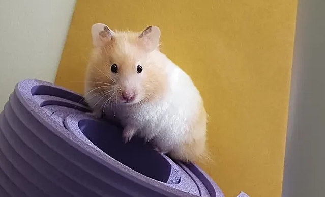 黃金鼠照顧指南