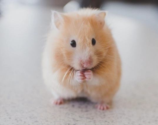 寵物鼠壽命 寵物鼠壽命