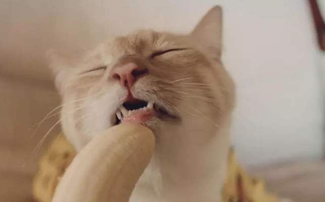 貓咪吃香蕉
