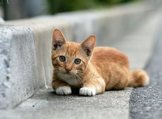 貓咪可以吃草莓嗎