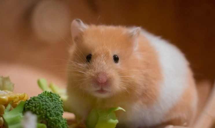 倉鼠行為解讀 倉鼠行為解讀