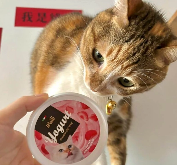 猫咪可以吃优格吗 猫咪可以吃优格吗