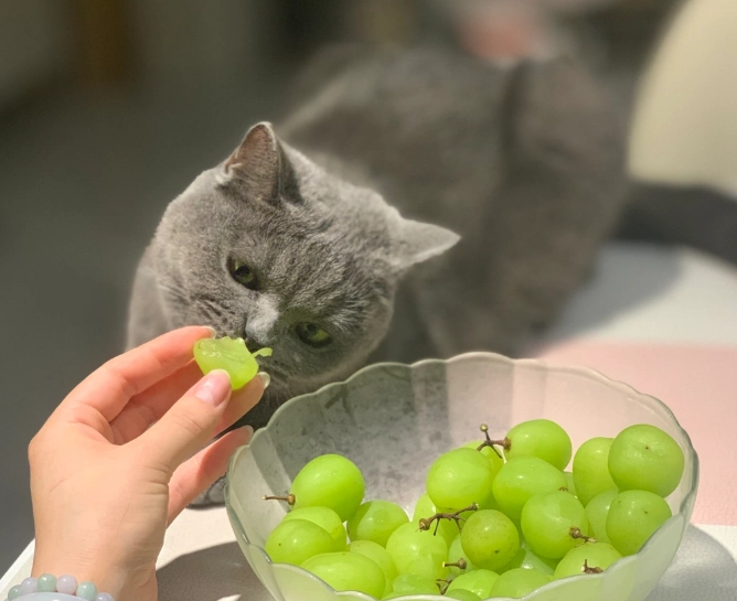 貓 吃 葡萄