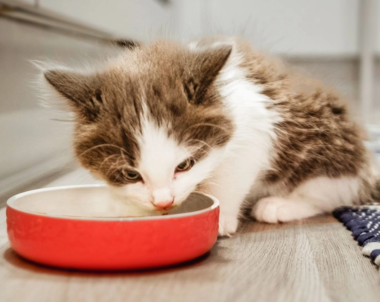 貓咪零食替代品