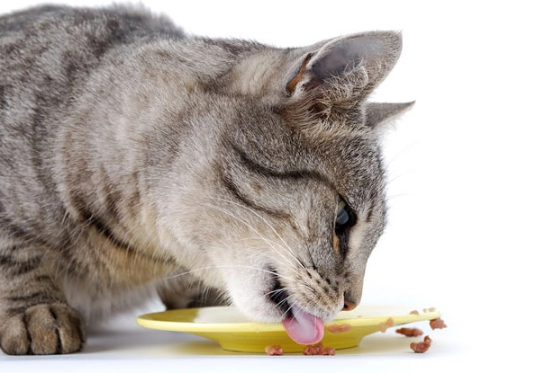 猫咪乳糖不耐症 猫咪乳糖不耐症