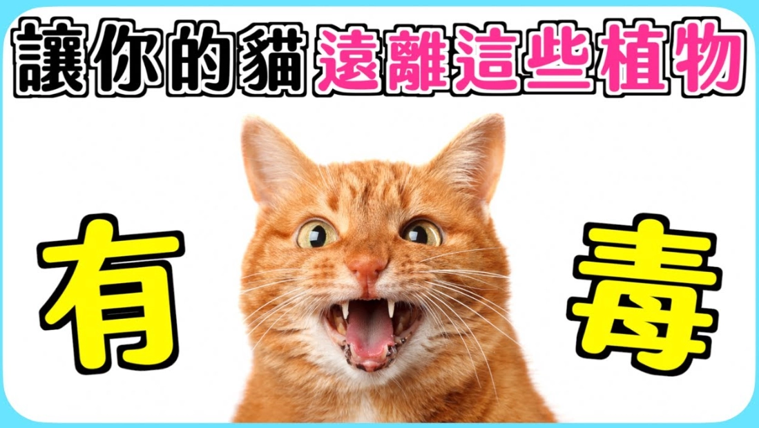 貓有毒植物