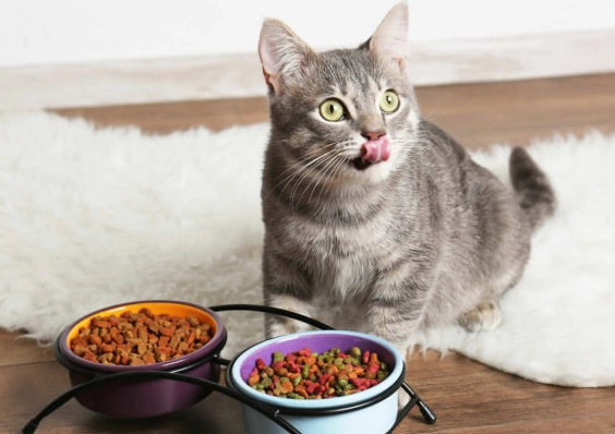 貓可以吃薯條嗎