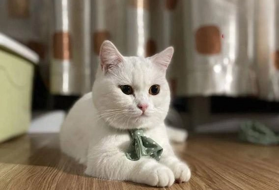 貓咪零食替代品