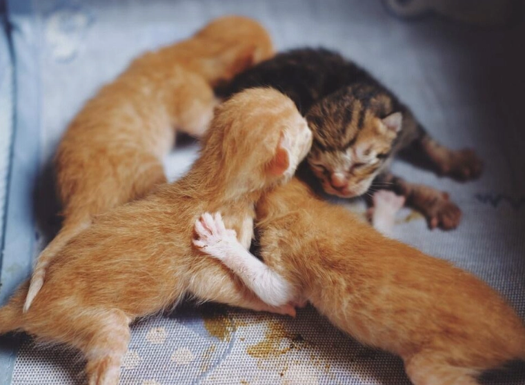 貓可以吃薯條嗎