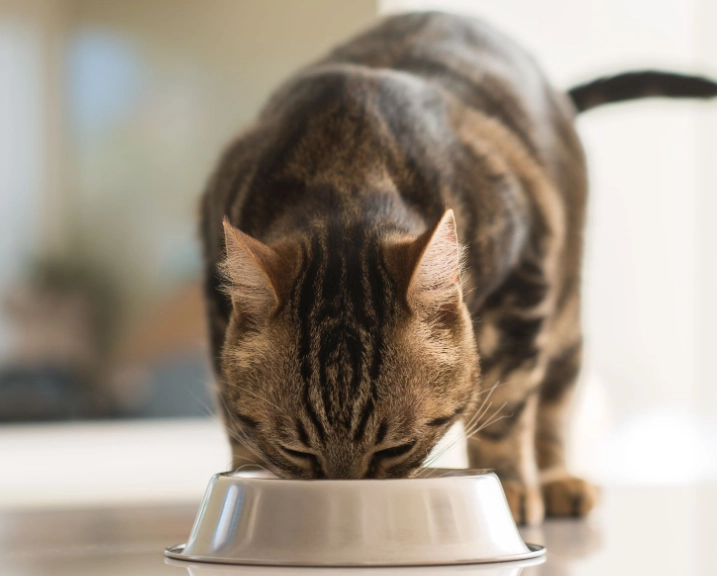 猫咪乳糖不耐症 猫咪乳糖不耐症