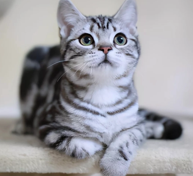 葡萄 對 貓 的 危害