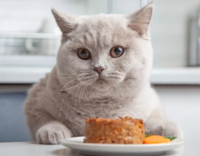 猫咪优格好处 猫咪优格好处