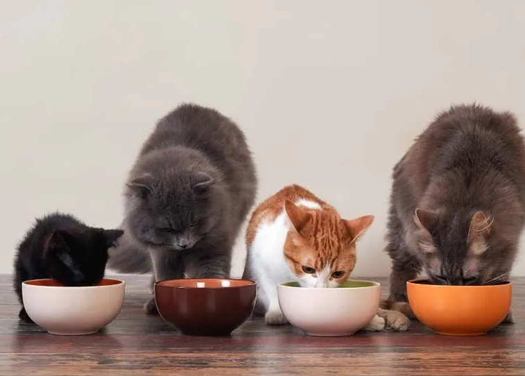 貓咪零食替代品