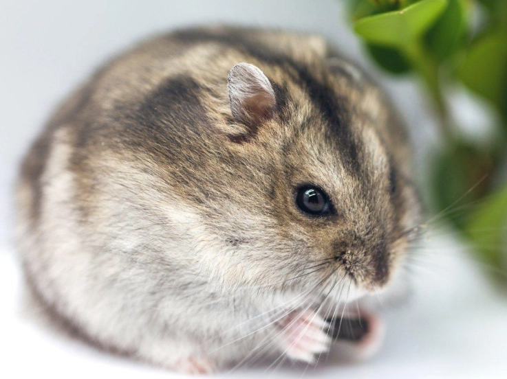 哪種倉鼠壽命最長？黃金倉鼠與其他品種壽命全解析