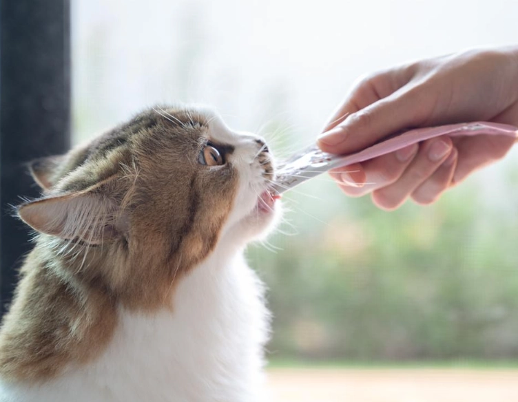 猫咪可以吃优格吗 猫咪可以吃优格吗