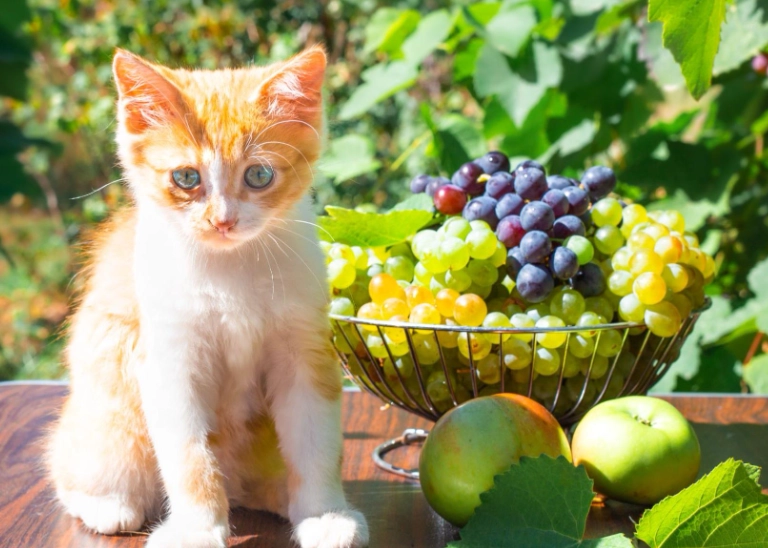 貓可以吃葡萄嗎？獸醫警告：絕對不行！完整解析中毒症狀與緊急處理