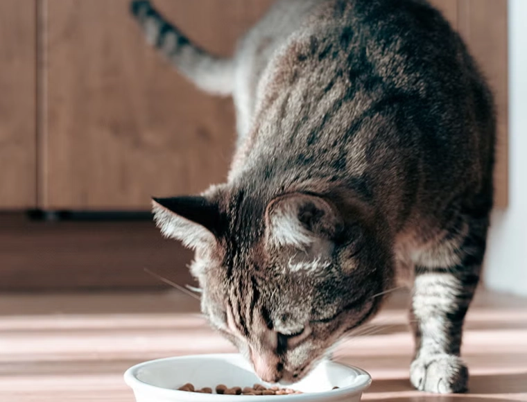 貓可以吃薯條嗎