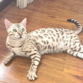 豹貓 習性 豹貓 習性