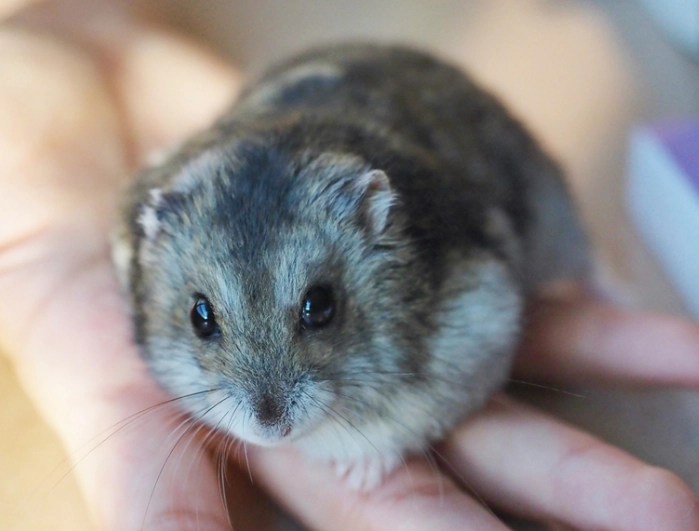 倉鼠墊材 倉鼠墊材