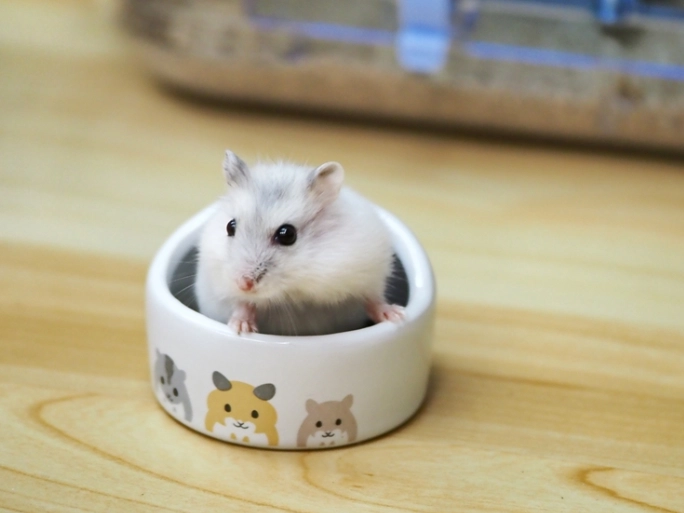 倉鼠籠挑選指南與佈置祕訣：打造安全舒適的小窩