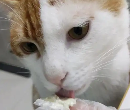 貓可以吃鮮奶油