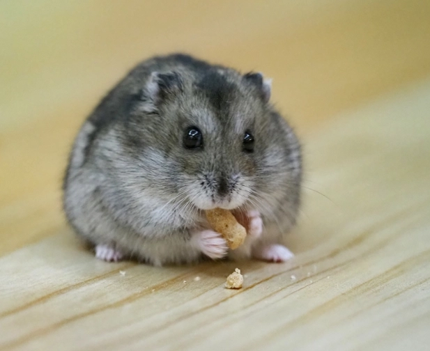 倉鼠籠挑選 倉鼠籠挑選