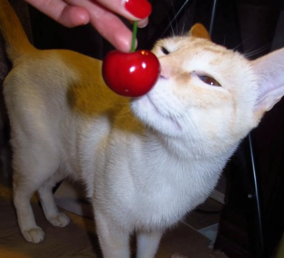 貓可以吃櫻桃嗎？獸醫解析貓咪飲食禁忌與安全水果清單