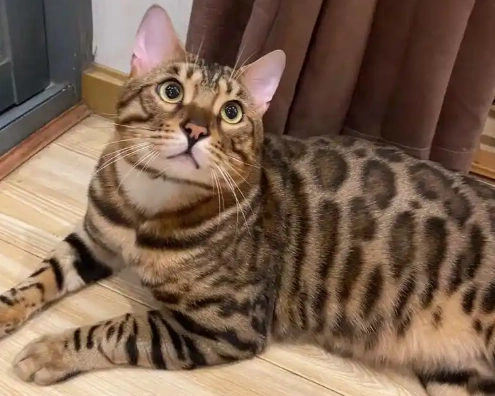 豹貓 飼養 豹貓 飼養