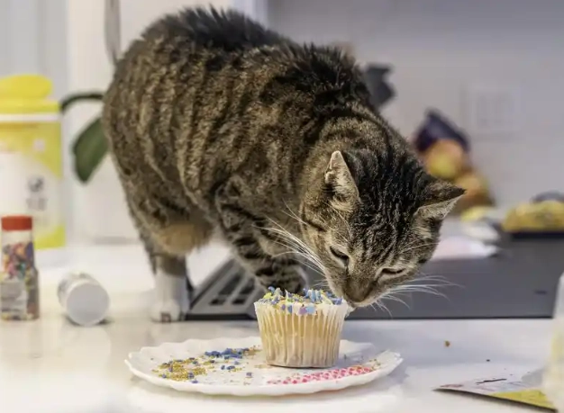 貓可以吃鮮奶油