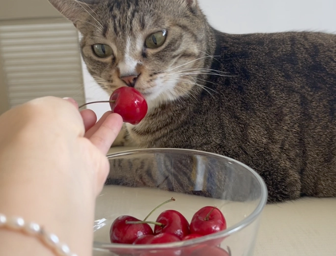 貓咪水果禁忌
