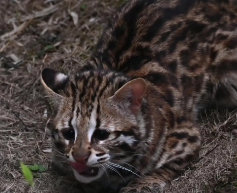 豹貓特徵全解析：從外觀斑紋到獨特習性，一次搞懂神秘貓科