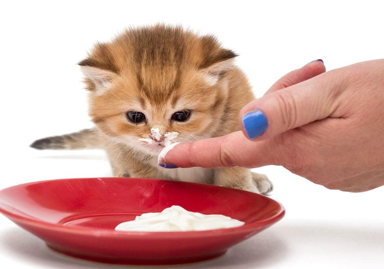 貓可以吃鮮奶油