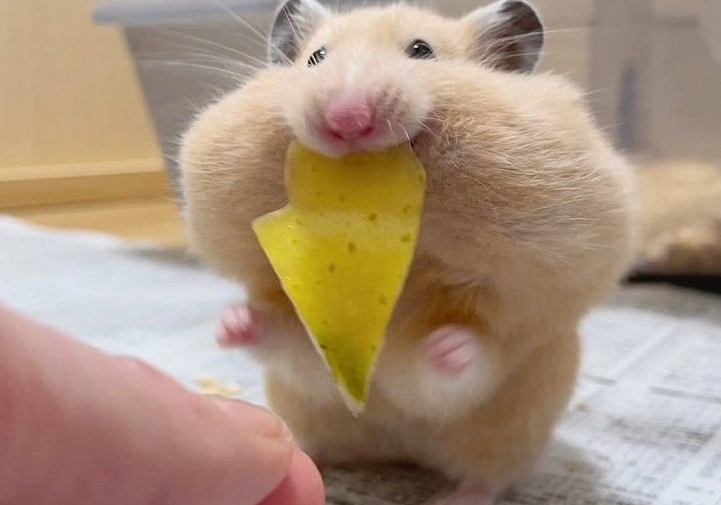 倉鼠墊材 倉鼠墊材