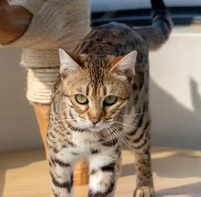 豹貓 飼養 豹貓 飼養