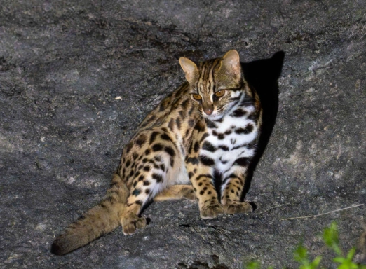 豹貓 特徵 豹貓 特徵