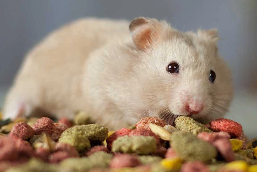 倉鼠飼養環境 倉鼠飼養環境