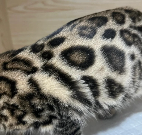 豹貓 習性 豹貓 習性