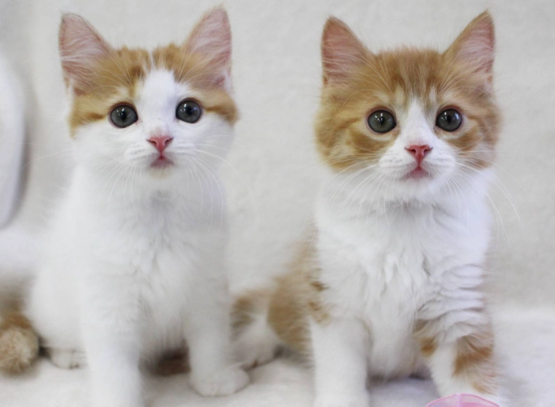 幼貓 副食品 幼貓 副食品