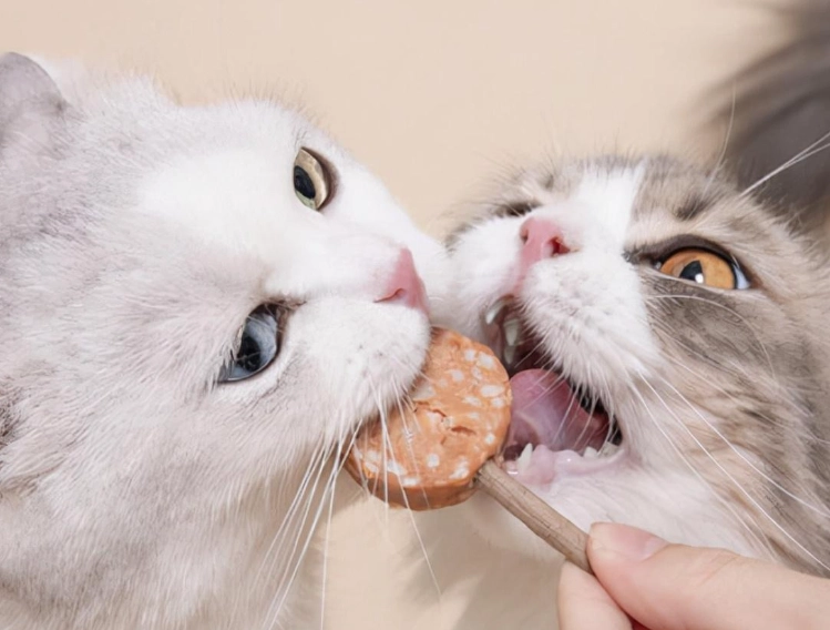 貓咪營養需求 貓咪營養需求