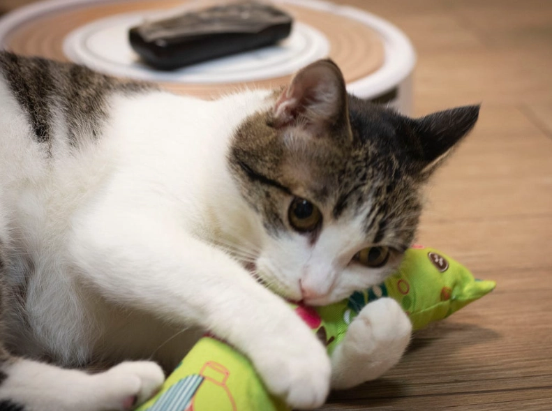 貓飲食指南 貓飲食指南